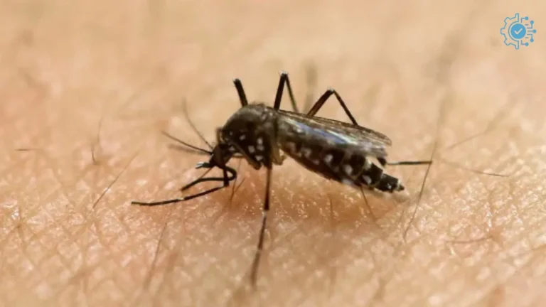 CDC Issues Urgent Alert on Dengue Fever Surge: Symptoms, Risks, and Prevention
